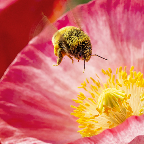 Humla pollinera sverige